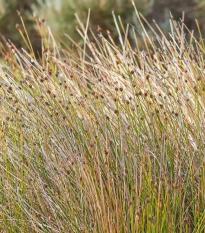 Ozdobná tráva - Ficinia nodosa - semena ozdobné trávy - 10 ks