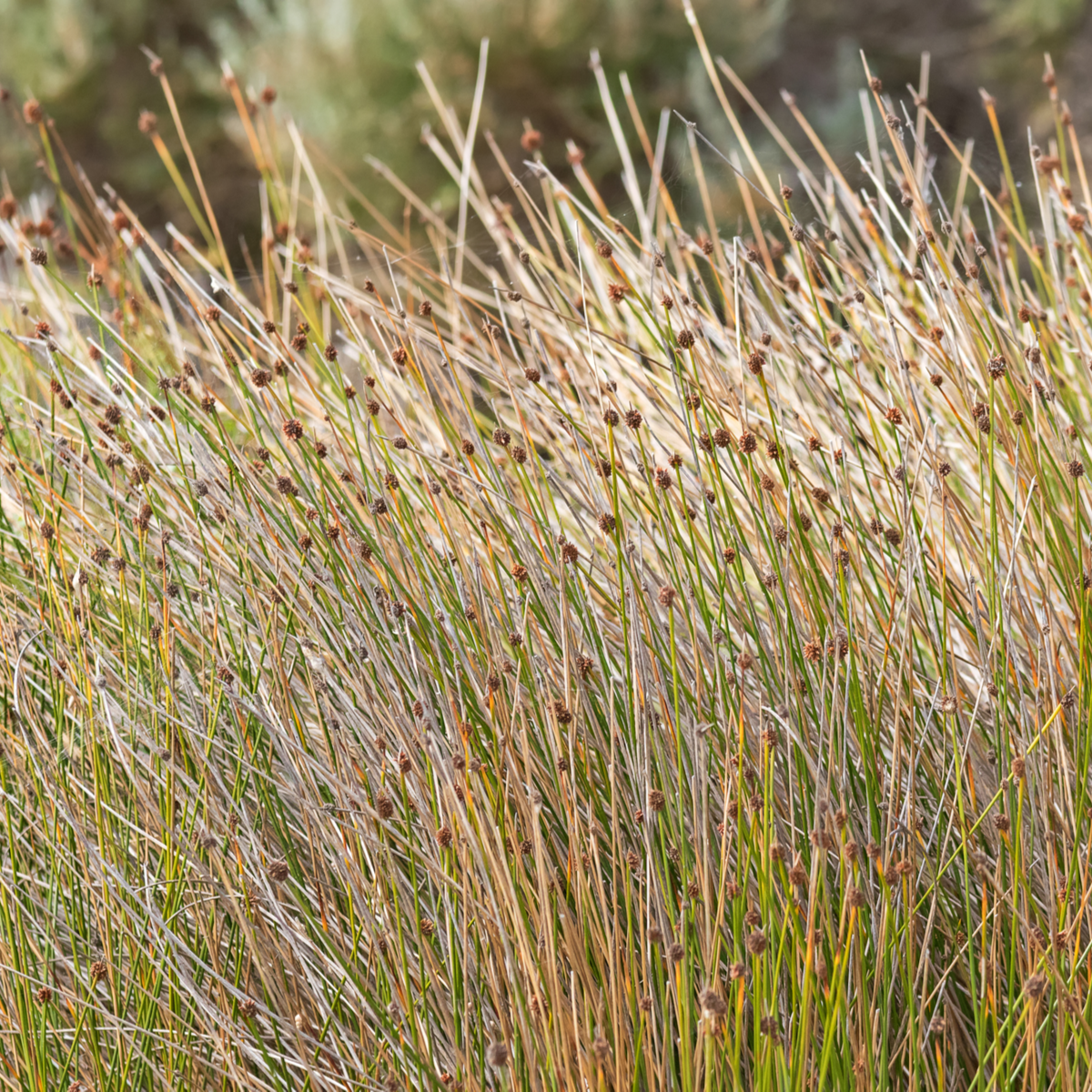 Ozdobná tráva - Ficinia nodosa - semena ozdobné trávy - 10 ks