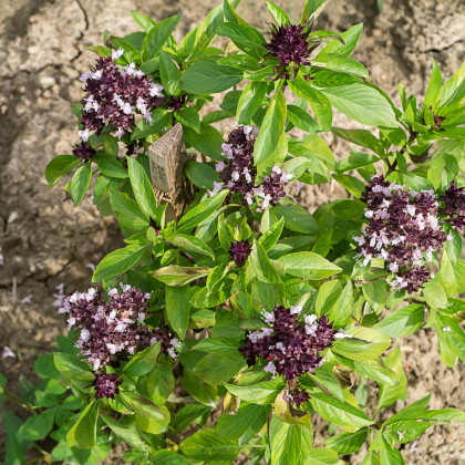 Bazalka pravá Spice - Ocimum basilicum Spice Basil - semena - 30 ks
