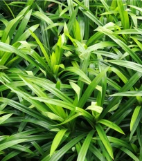 Palmová tráva - Setaria palmifolia - semena palmové trávy - 10 ks