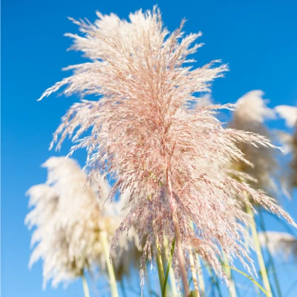 Pampová tráva růžová - Pampas - Cortaderia selloana - semena pampové trávy - 10 ks