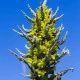 Puja - Puya chilensis - semena puyi - 5 ks