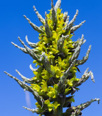Puja - Puya chilensis - semena puyi - 20 ks