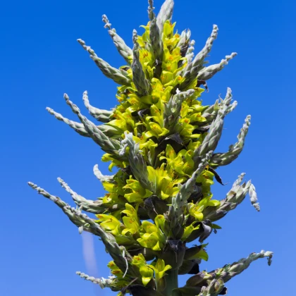 Puja - Puya chilensis - semena puyi - 20 ks