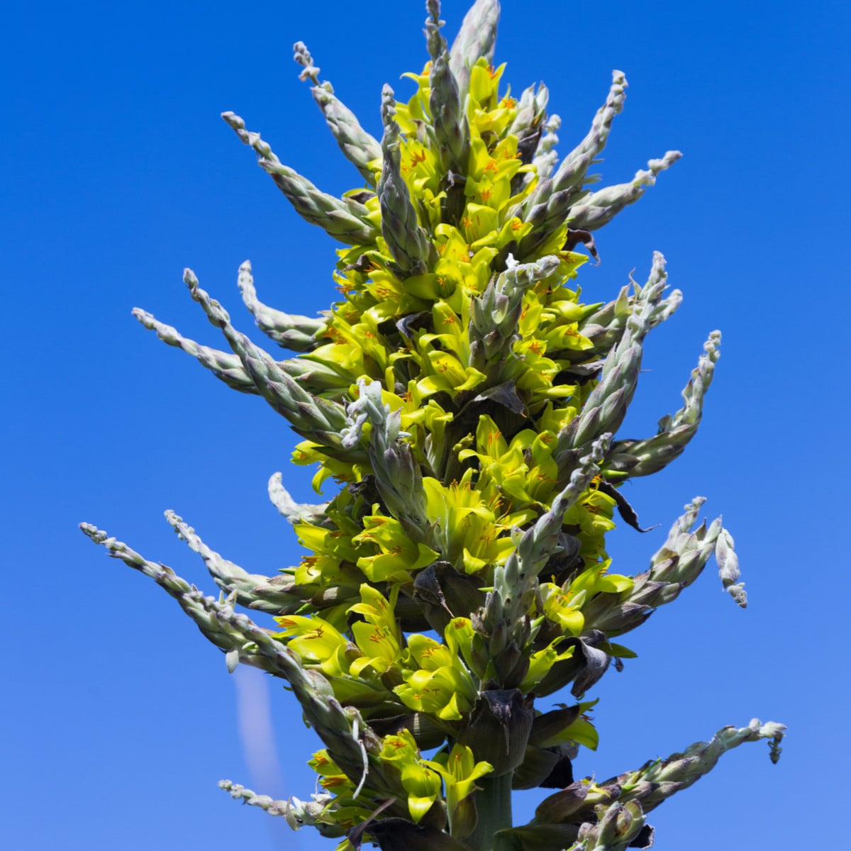 Puja - Puya chilensis - semena puyi - 20 ks