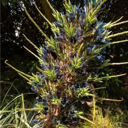 Puja - Puya Venusta - semena puyi - 20 ks