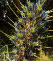 Puja - Puya Venusta - semena puyi - 20 ks