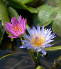 Leknín směs barev - Nymphaea caerulea - semena - 5 ks
