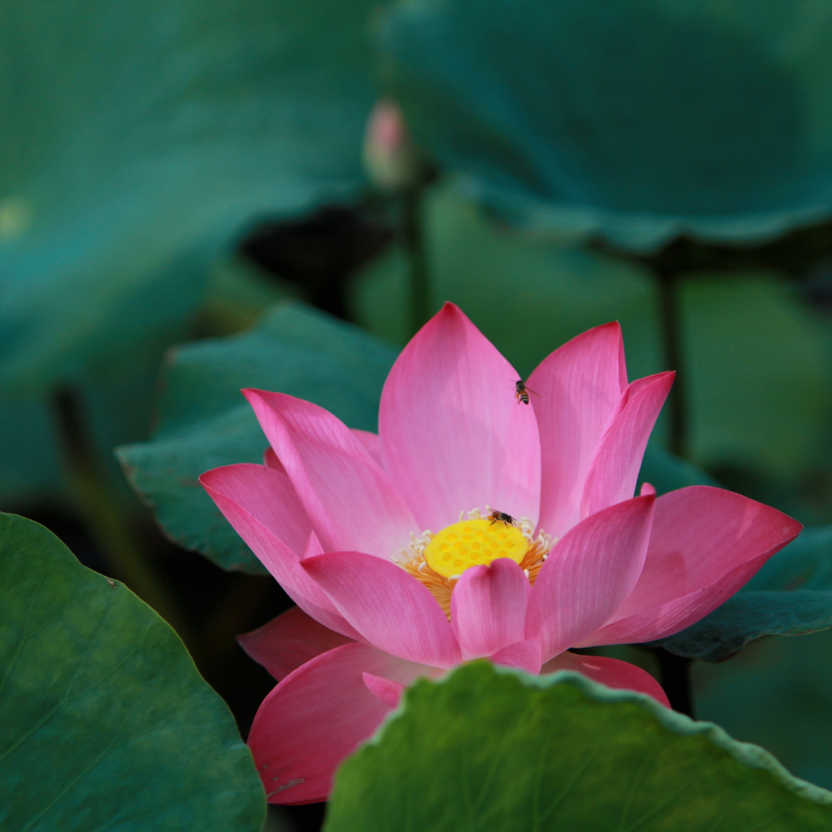 Lotos indický růžový - Nelumbo nucifera - semena lotosu - 2 ks