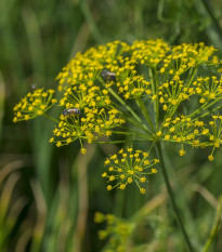 Kopr Virling - Anethum graveolens - semena - 500 ks