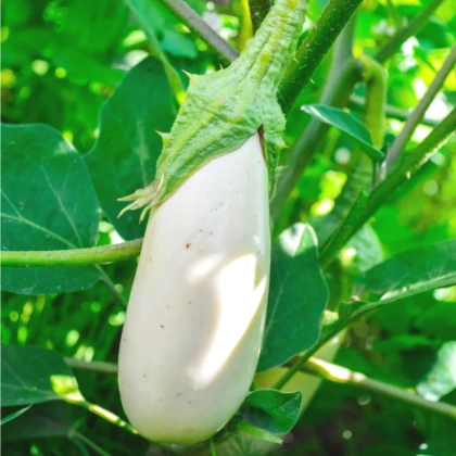 Lilek bílý - Casper - solanum melongena - semena lilku - 7 ks