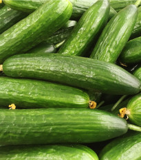 Okurka Hadovka Paska F1 - okurka setá salátová - Cucumis sativus - semena  - 4 ks