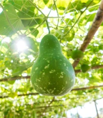 Okurka indická Permaroma F1 - Lagenaria siceraria - semena okurky - 6 ks