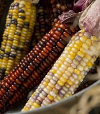 Kukuřice okrasná Multicolor Amero Mix - Zea mays - semena kukuřice - 15 ks