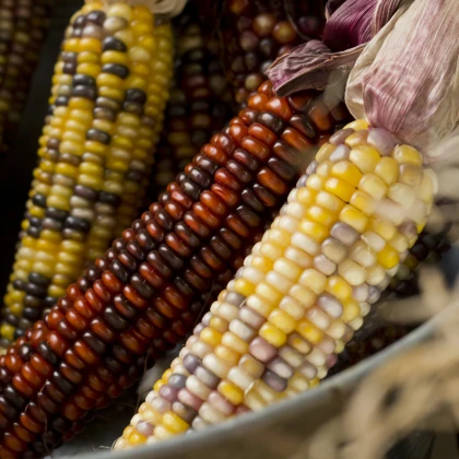 Kukuřice okrasná Multicolor Amero Mix - Zea mays - semena kukuřice - 15 ks