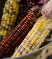 Kukuřice okrasná Multicolor Amero Mix - Zea mays - semena kukuřice - 15 ks