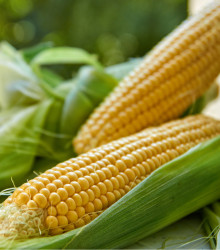 Kukuřice setá Tatonka F1 - Zea Mays - semena - 5 g