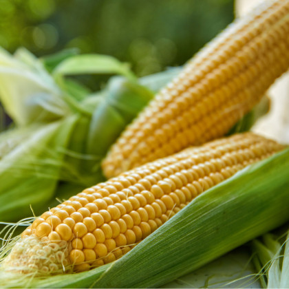 Kukuřice setá Tatonka F1 - Zea Mays - semena - 5 g