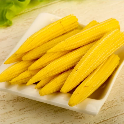 Kukuřice Minipop F1- Zea mays - semena - 15 ks 