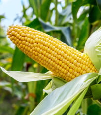Kukuřice cukrová Ombra F1 - Zea mays - semena - 15 ks