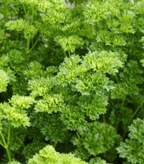 Petržel Bravour - Petroselinum crispum - semena - 1 g