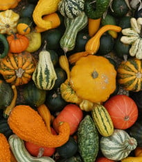 Tykev velkoplodá Gourmet - Cucurbita maxima - semena - 4 ks