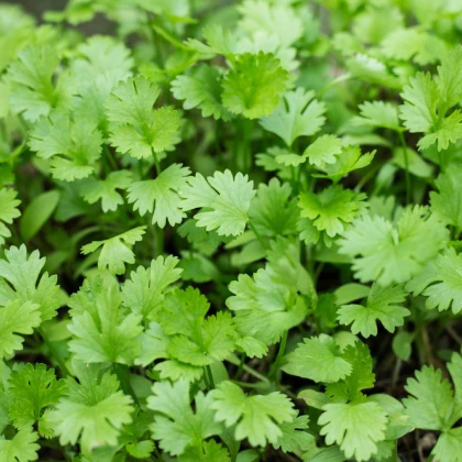 Koriandr setý Leisure - Coriandrum sativum - semena - 100 ks