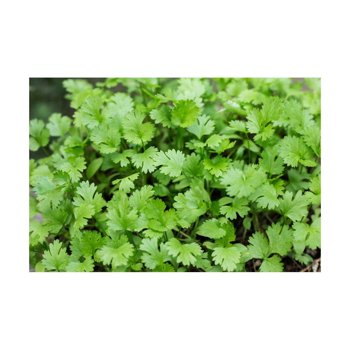 Koriandr setý Leisure - Coriandrum sativum - semena - 100 ks