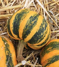 Tykev okrasná Kamo Kamo - Cucurbita pepo - semena tykve - 5 ks