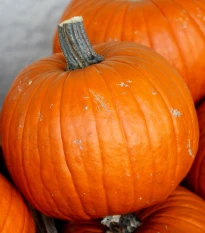 Dýně Aspen F1 - Cucurbita maxima - semena dýně - 4 ks