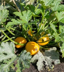 Tykev Summer Ball F1 - Cucurbita pepo - semena tykve - 4 ks