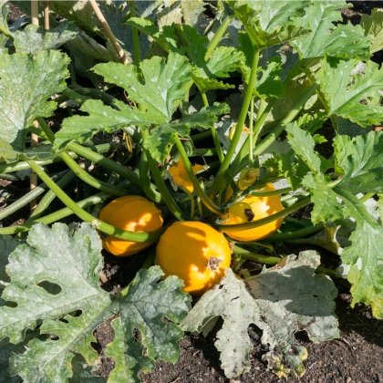 Tykev Summer Ball F1 - Cucurbita pepo - semena tykve - 4 ks