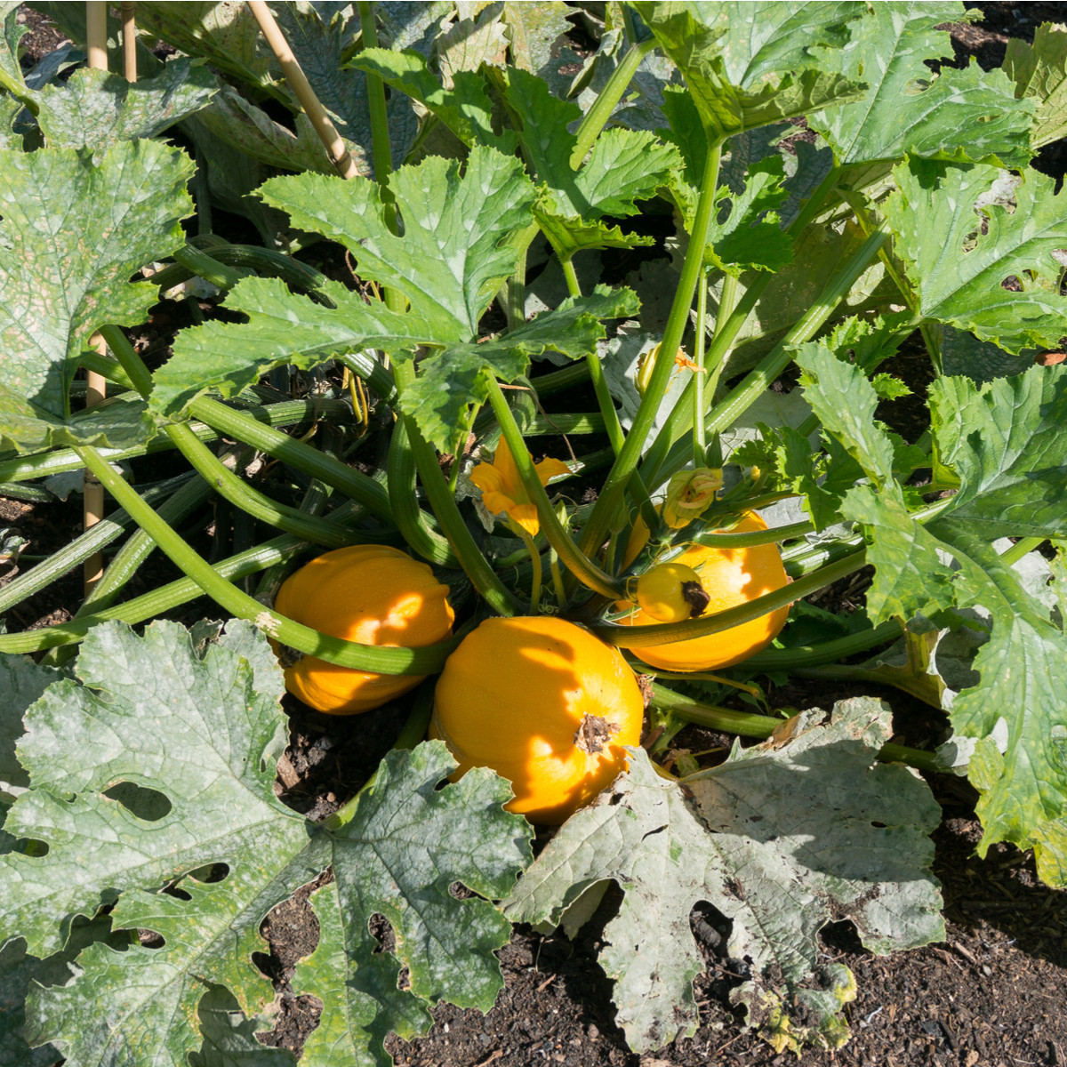 Tykev Summer Ball F1 - Cucurbita pepo - semena tykve - 4 ks