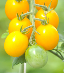 Rajče žluté Golden Currant F1 - Lycopersicon esculentum - semena rajčat - 5 ks