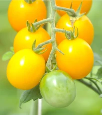 Rajče žluté Golden Currant - Solanum lycopersicum - semena rajčete - 5 ks