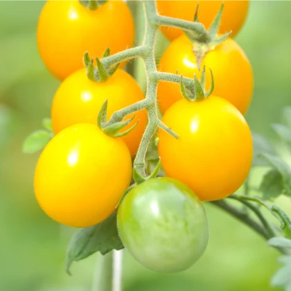 Rajče žluté Golden Currant - Solanum lycopersicum - semena rajčete - 5 ks
