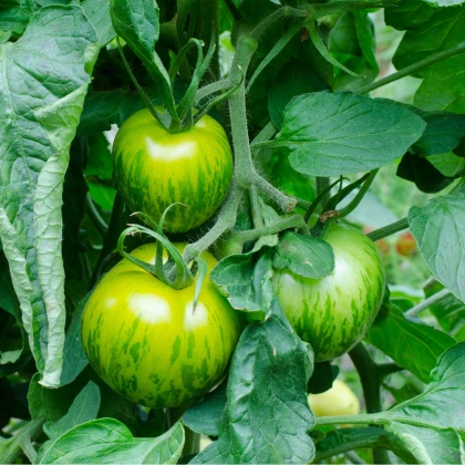 Rajče - Velká zebra - Lycopersicon esculentum - semena - 6 ks