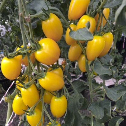 Rajče Tom Yellow - Solanum lycopersicum - semena rajčete - 8 ks