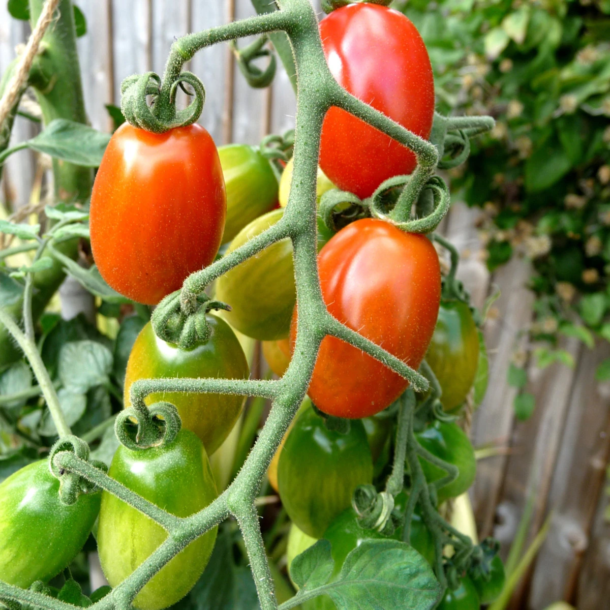 Rajče Odeon keříčkové - Lycopersicon Lycopersicum - semena - 0,1 g