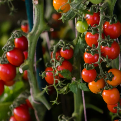 Rajče Tom Red - Solanum lycopersicum - semena rajčete - 8 ks