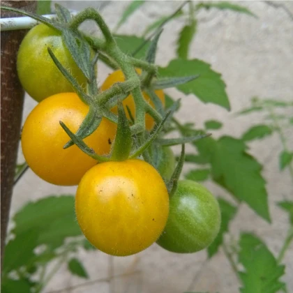 Divoké rajče Gold Rush - Solanum pimpinellifolium - semena rajčete - 6 ks