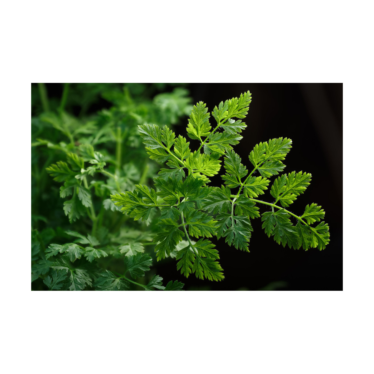 Kerblík setý Fijne Krul - Anthriscus cerefolium crispum - semena - 0,8 gr