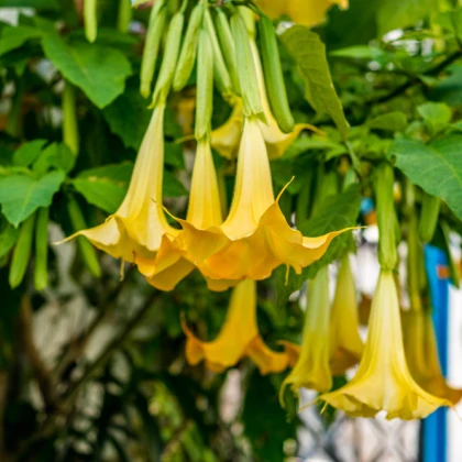 Žlutá brugmansie - Brugmansia sp. - prodej semen - 5 Ks