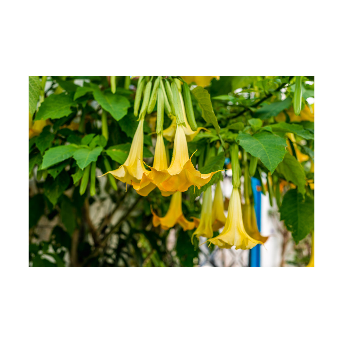 Žlutá brugmansie - Brugmansia sp. - prodej semen - 5 Ks
