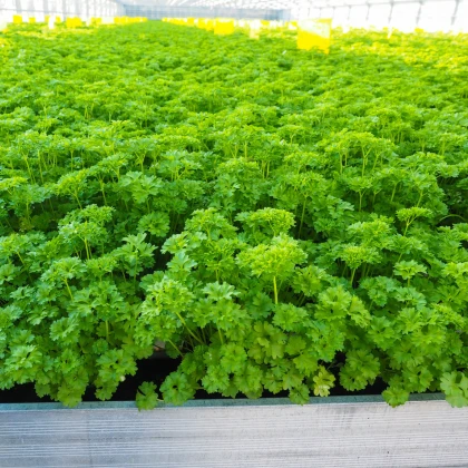 Petržel Afrodite - Petroselinum crispum - semena petržele - 0,5 gr