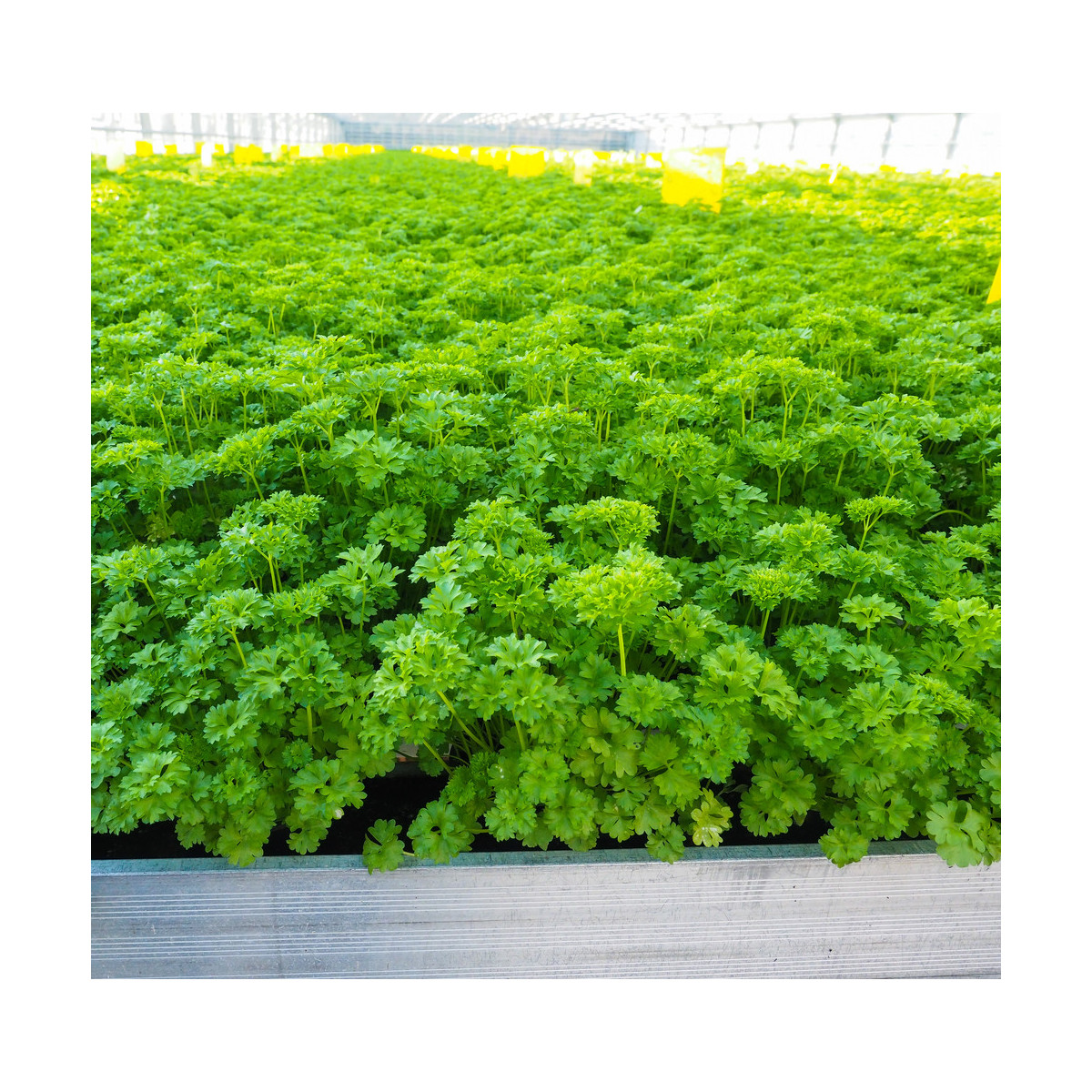 Petržel Afrodite - Petroselinum crispum - semena petržele - 0,5 gr