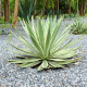 Agáve kalifornské - Agave deserti - semena agáve - 18 ks