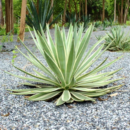 Agáve kalifornské - Agave deserti - semena agáve - 18 ks