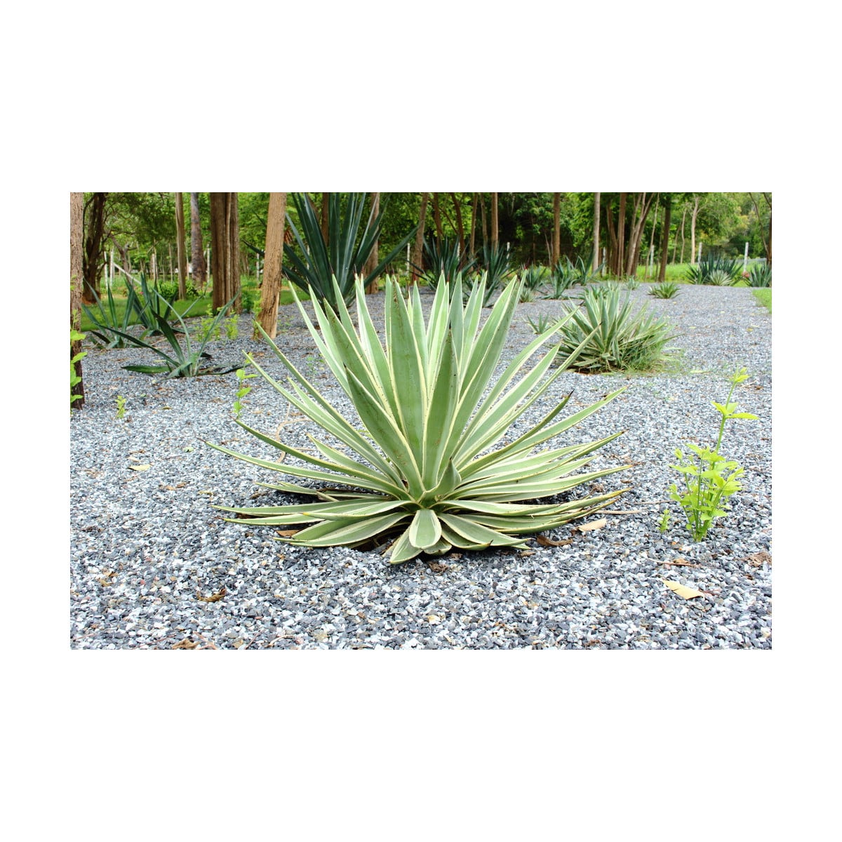 Agáve kalifornské - Agave deserti - semena agáve - 18 ks