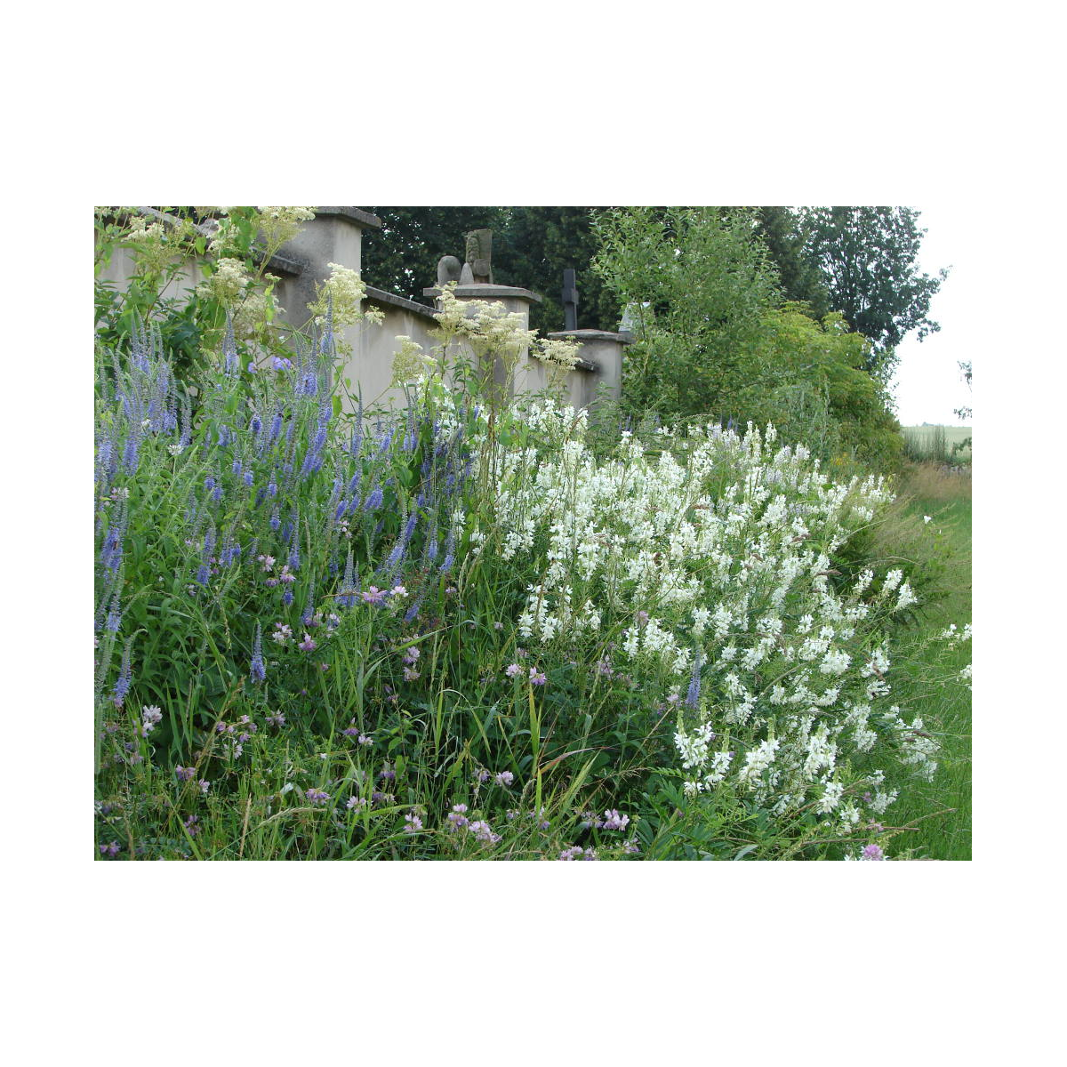 Zámecká louka - semena lučních květin a trav - 10 g